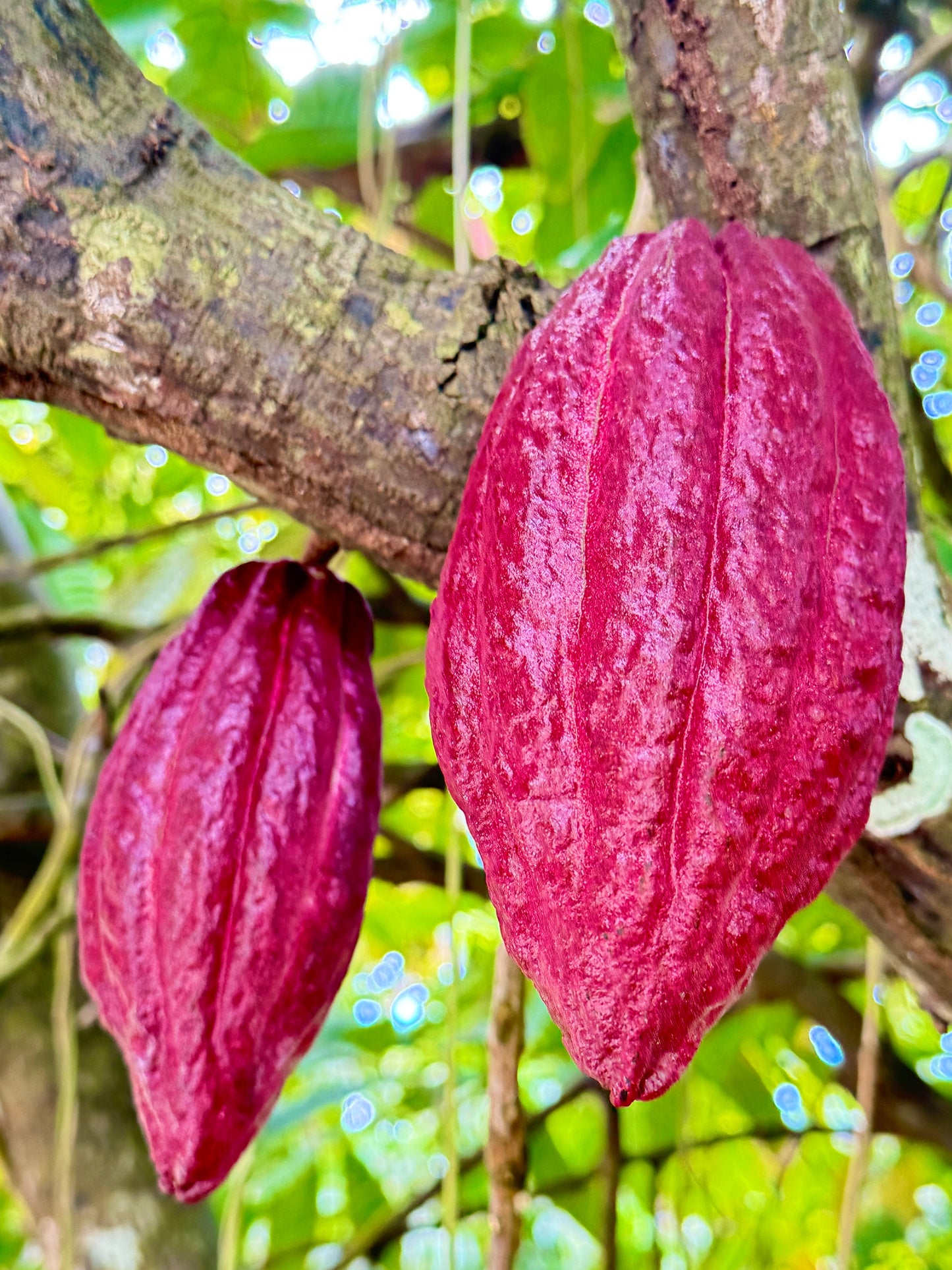 How Cacao Grows and Becomes Chocolate